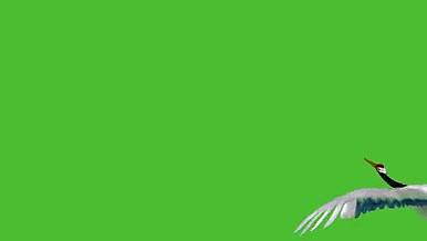 飞鹤绿幕免抠素材视频视频的预览图